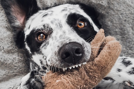 狗狗电影大全，和您的爱犬一起度过愉快时光！