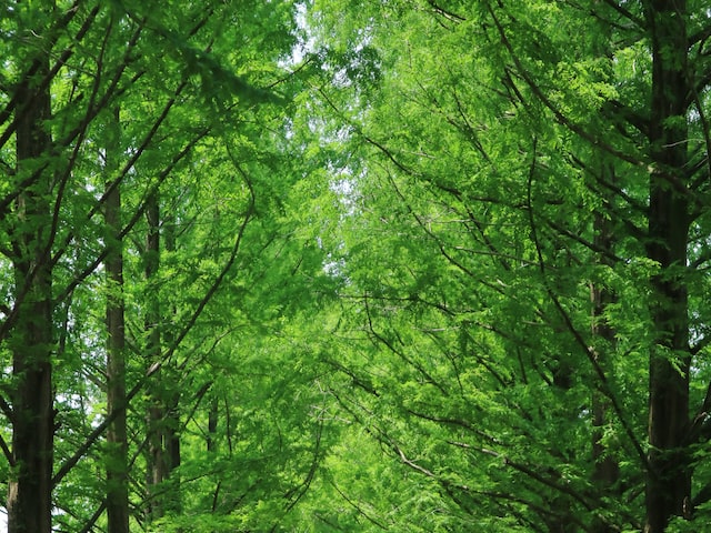 花未全开月未圆：看夜晚中的花园世界