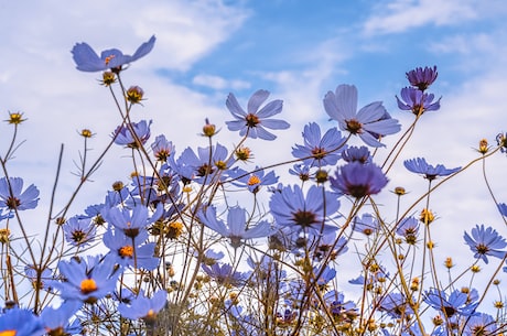 春天里的花，那一抹抹绚烂、那一丝丝清香