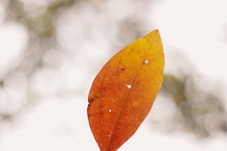 【人生易老天难老岁岁重阳今又重阳】重阳节，重阳意