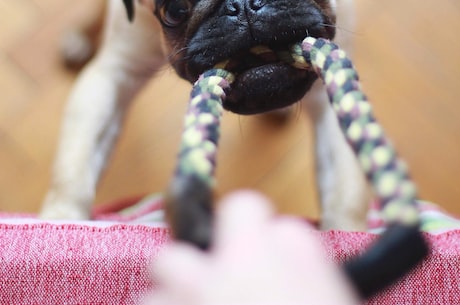 瑞士伯恩山犬：又称伯恩山犬，外形威猛，性格温顺