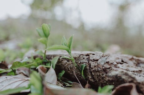 闲花野草逢春生图片 成了当地的一方名医