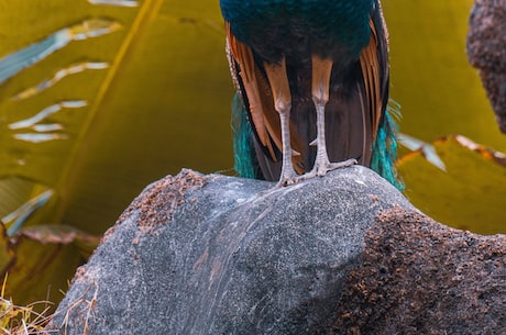 【孔雀的英文】The Peacock，一种美丽的鸟类