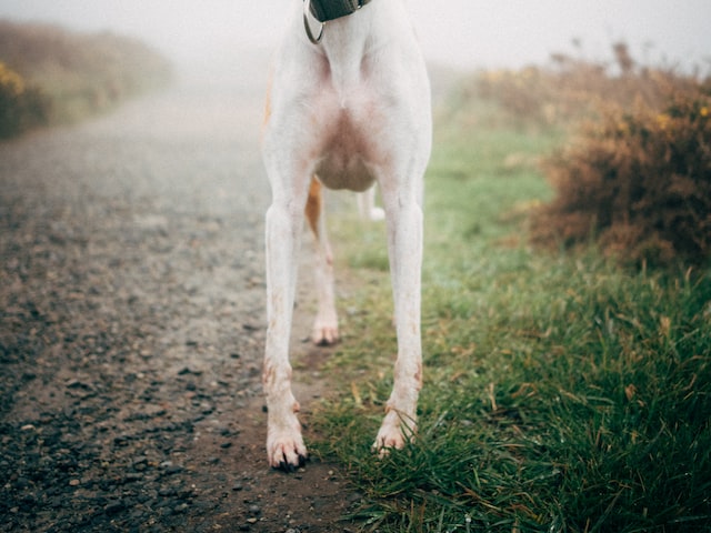 龙之谷地狱犬的特点与技能