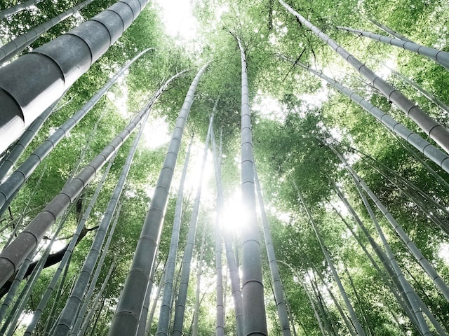 探秘三调芭蕉扇